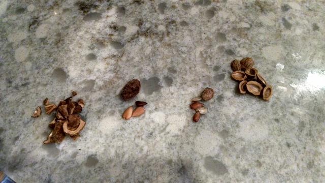 2017-10-02 Myrica rubra Seeds