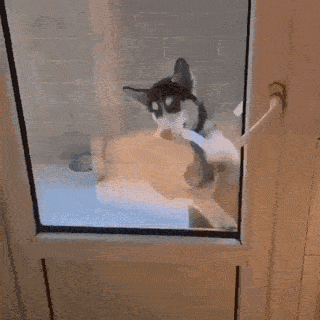IMG-5992.gif