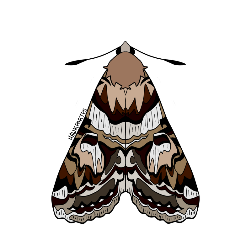 moths4