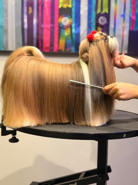 Cão de pelo caído — Liso Absoluto