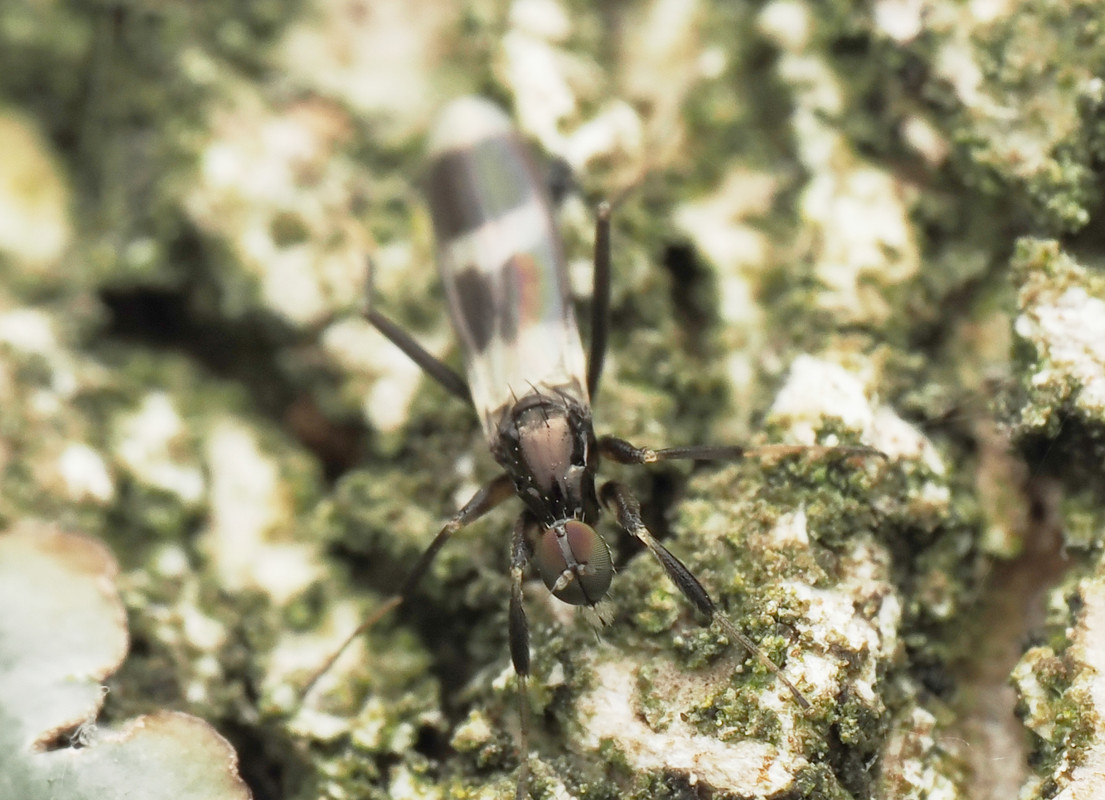 i.postimg.cc/RhCkpVhC/Hybotidae-Tachydromia-sp2.jpg