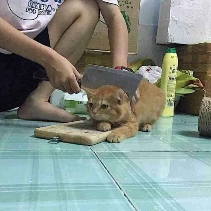 catd.jpg