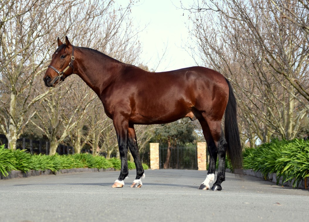 News Article Australian Harness Racing