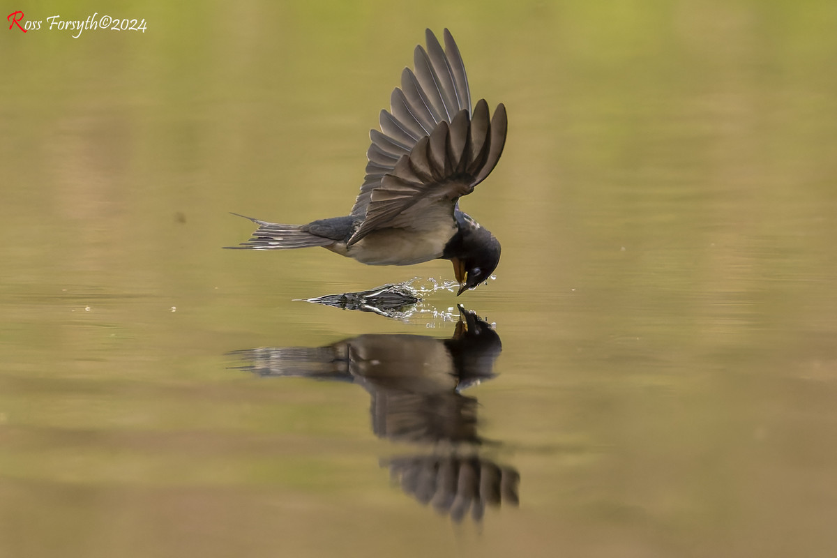 20240716-_5RF4599-CR3