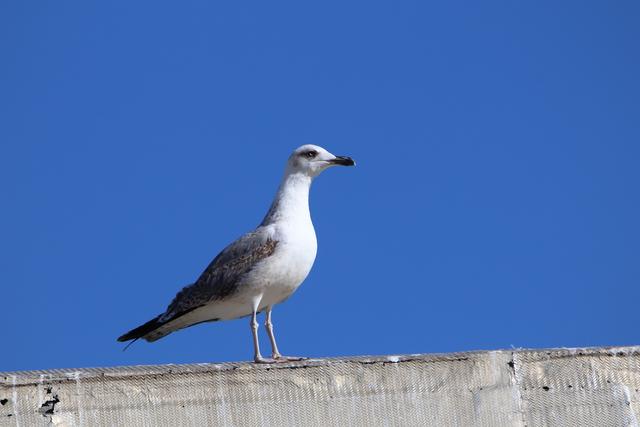 Pedido de ID - Gaivotas - Peniche - 11/1 ID-Famego-IMG-9757