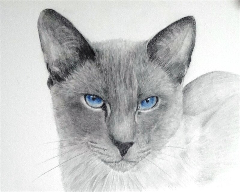 14-Siamese-Beauty