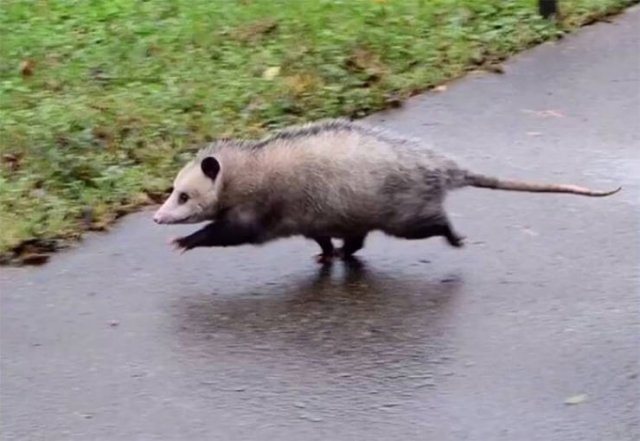 Animals-4