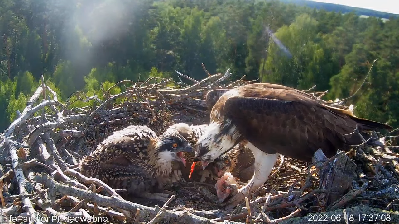 Rybołowy Online Puszcza Napiwodzko-Ramucka _ Ospreys Online in Napiwodzko-Ramucka Forest 8-54-11 scr