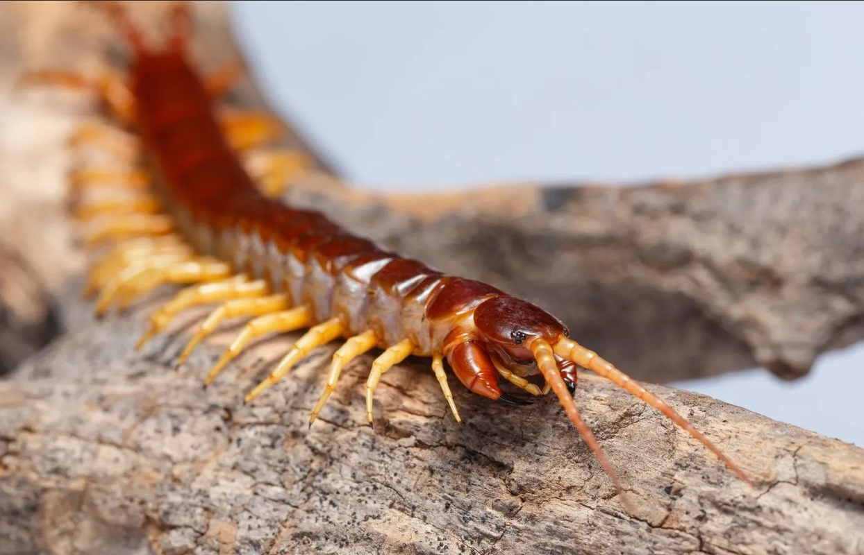 ¿Qué significa encontrar un ciempiés en el interior de la casa?