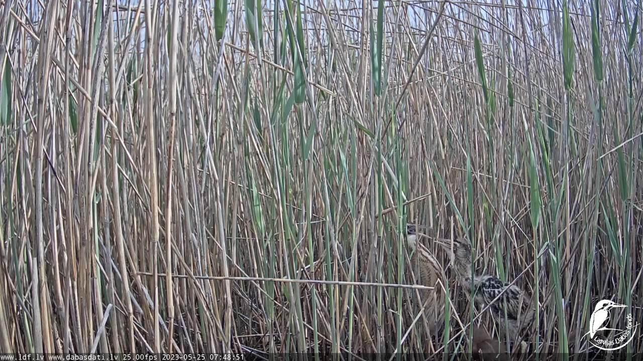 Lielais dumpis (Botaurus stellaris) Engurē - LDF tiešraide 8-46-23 screenshot
