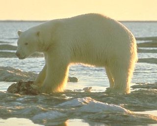 UserImage