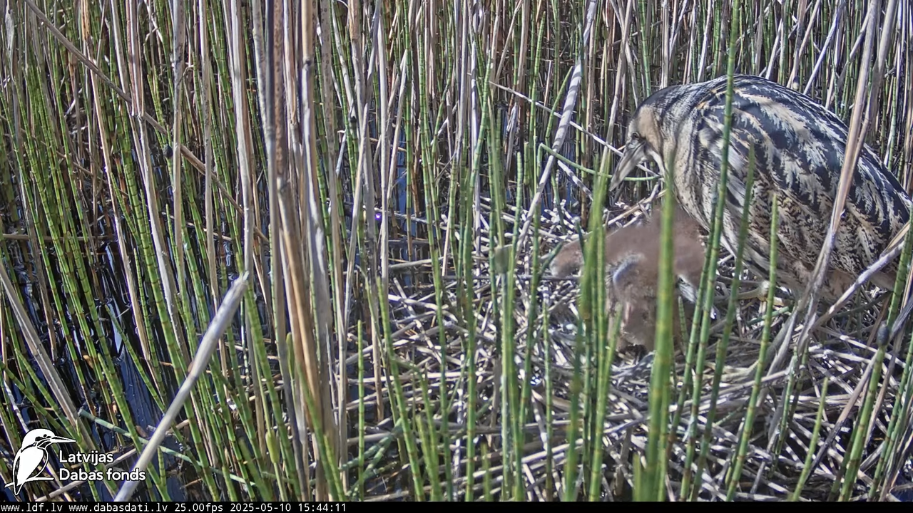 LDF Lielais dumpis (Botaurus stellaris) Zemītes pagastā 12-46-31 screenshot