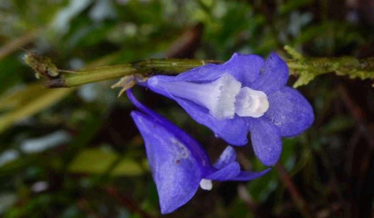 Potensi Ekowisata sebagai Solusi Berkelanjutan