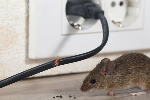 rodent-control-7.jpg