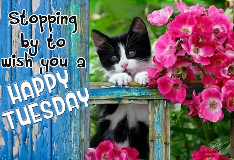 TUESDAY-mardi-24