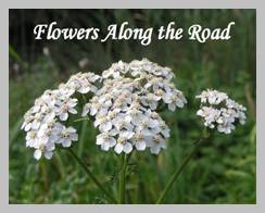 Flowers-Along-the-Road
