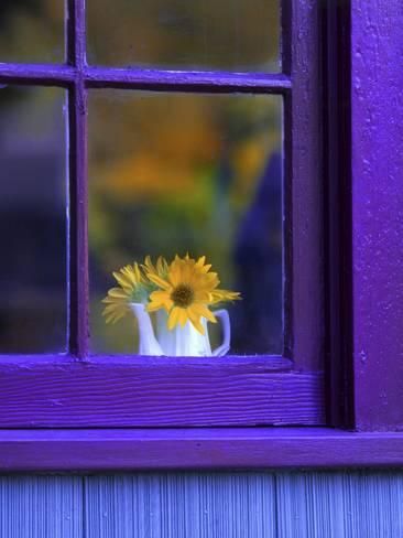 purple-window-frame.jpg