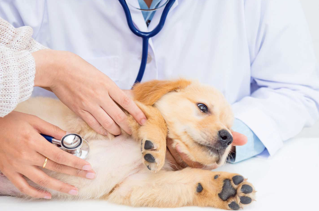 Cane con stetoscopio - veterinari
