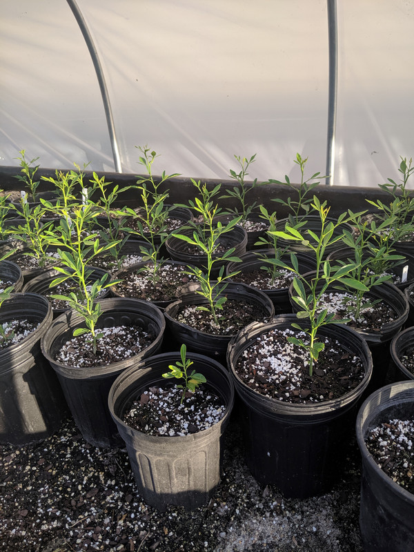 TaiTri seedlings 2019