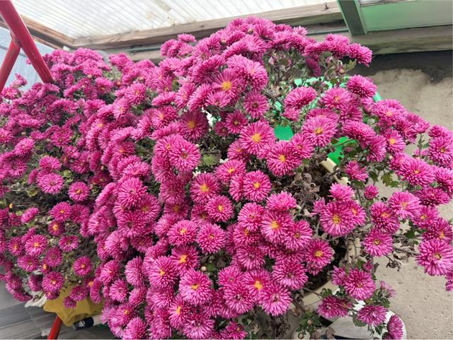 実家にあったお花