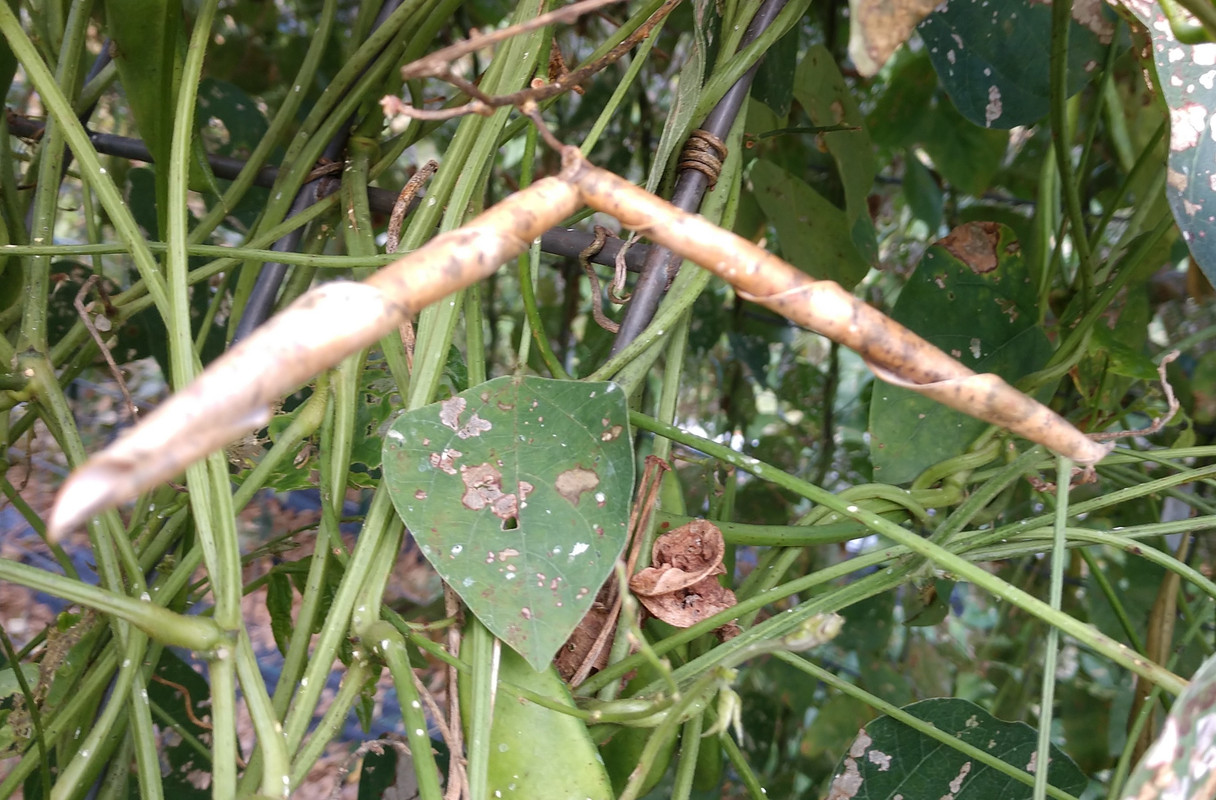 R34 AL Blackeyed Butter IMG_20200928_174611344~2