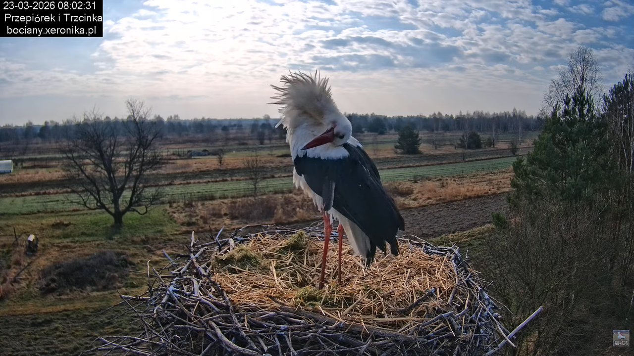 23032026bociany 4