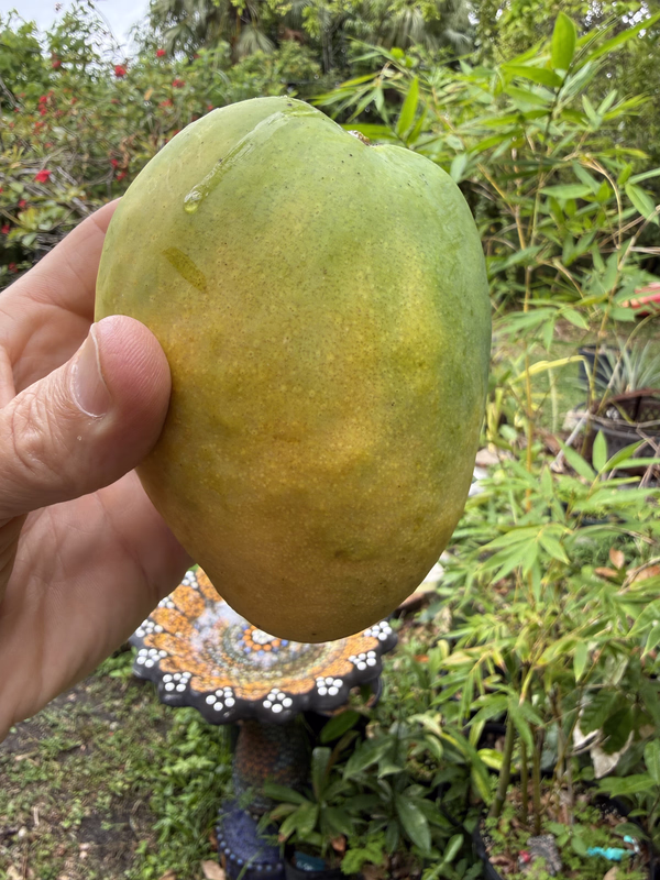 Mango Ed 5 2026