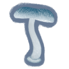 Mycena-interrupta