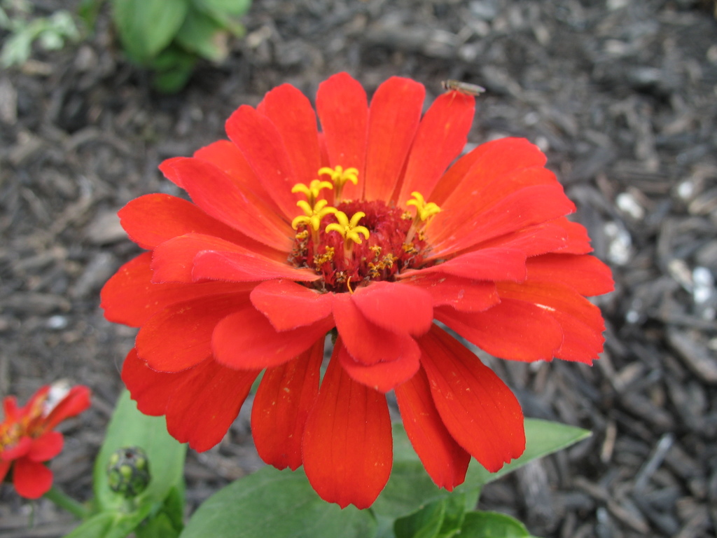 Lawn and Gardens 06.09.2017  (5)