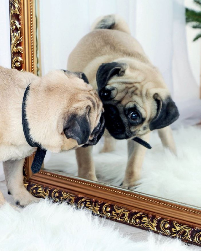 QuattroZampe Apr 2022 (6)