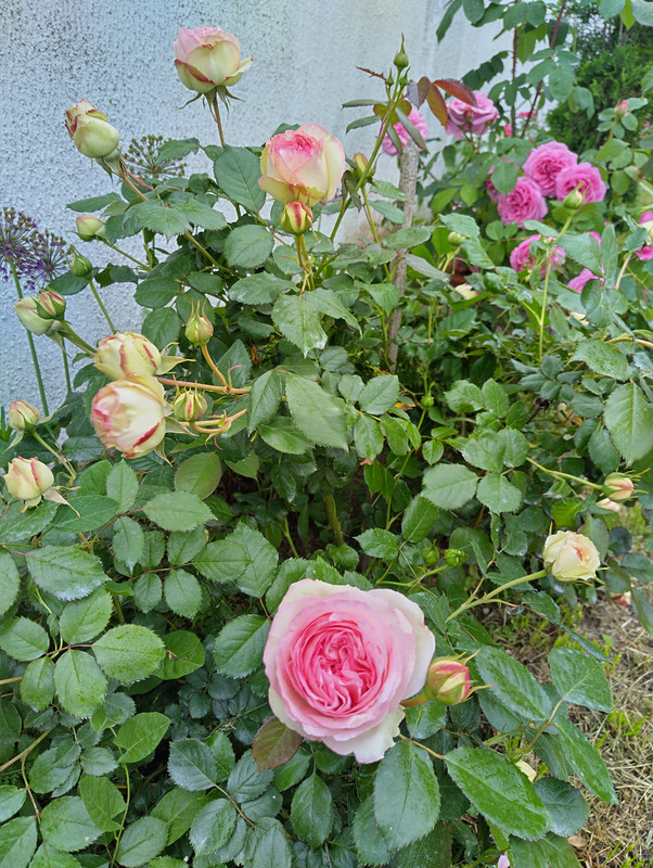 IMG_20230527_093058_HDR
