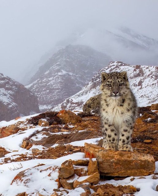 BPASnowleopard67a71a8c137a6-9i6izwvcxshe1-png-700.jpg