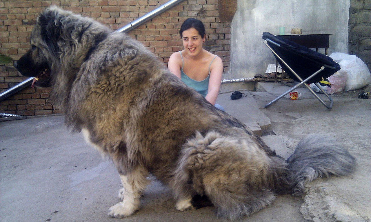 guard-dogs