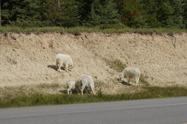 Vancouver y Rocosas Low Cost: Dos semanas por lo mejor de Canadá - Blogs de Canada - Día 5: Alredeores de Jasper y parte norte de la Icefields Parkway (5)