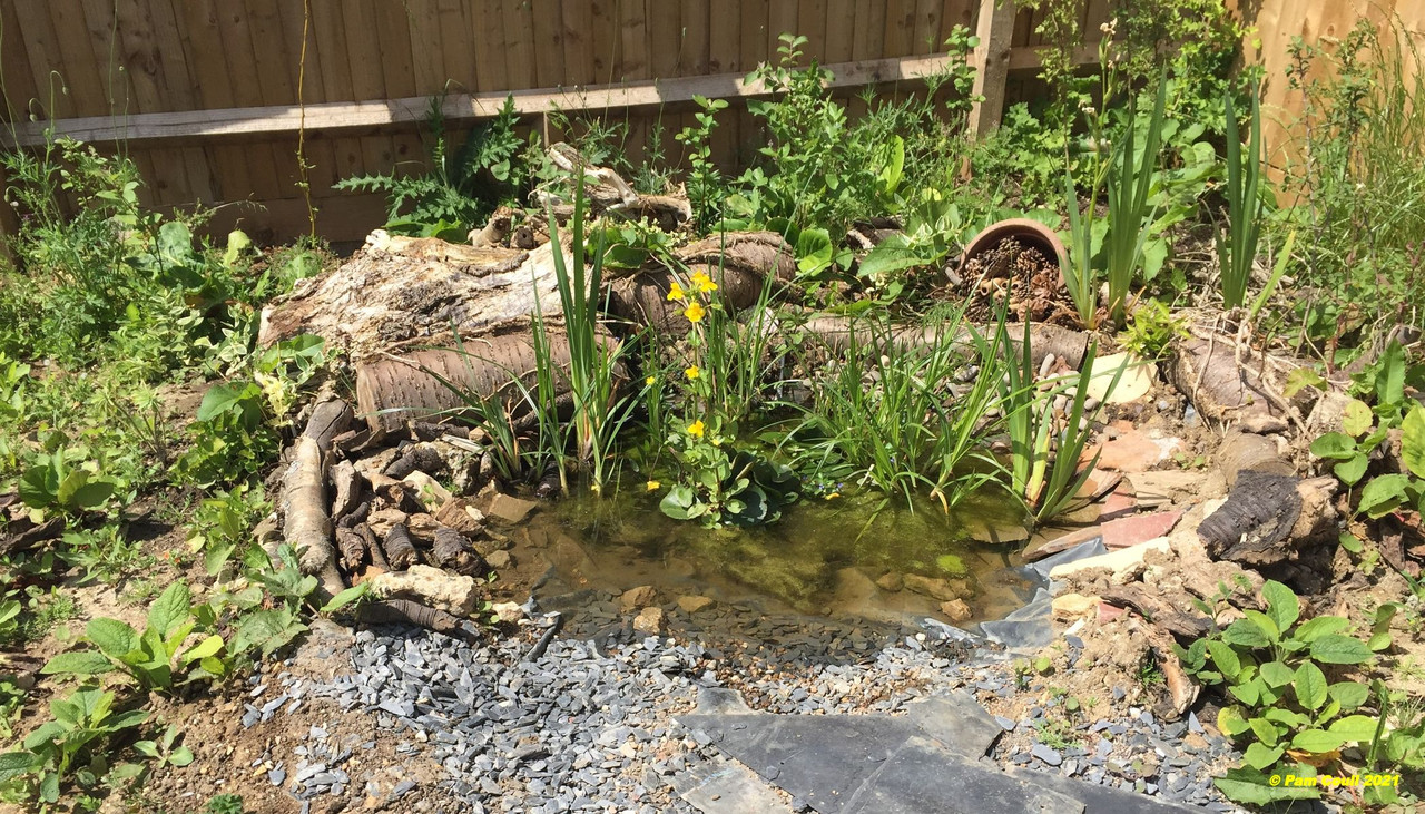 Bog garden