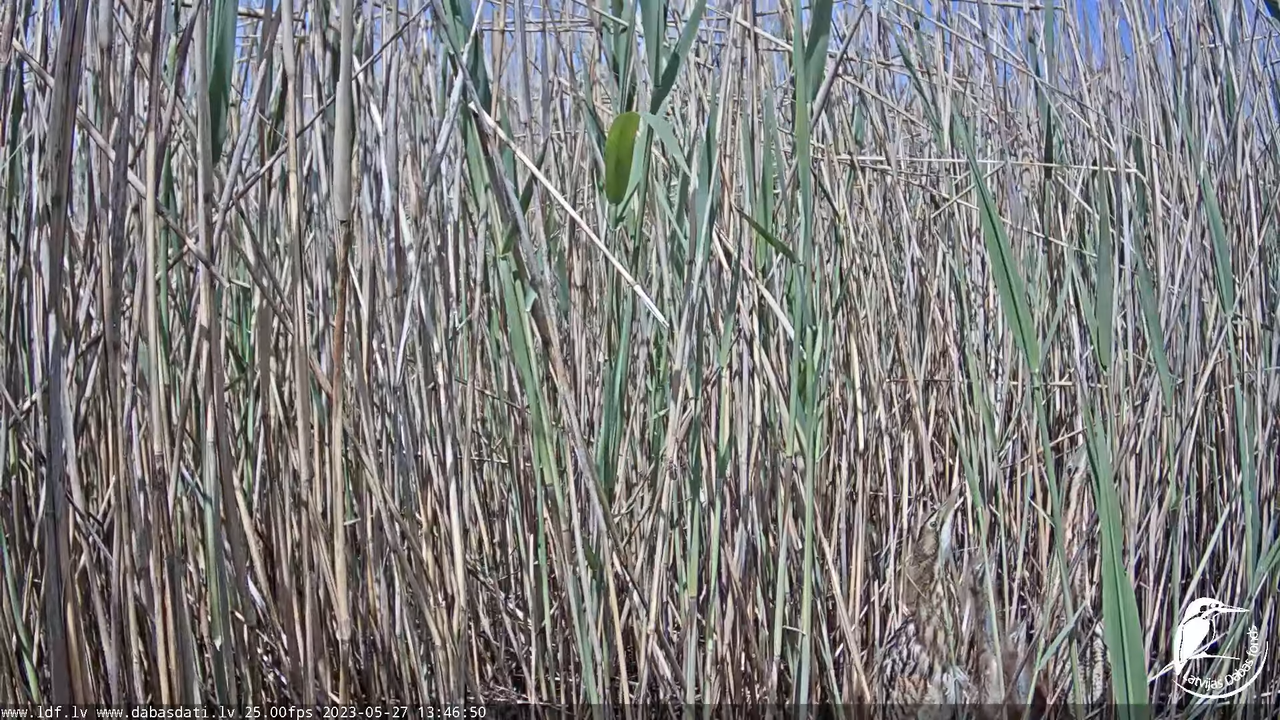 Lielais dumpis (Botaurus stellaris) Engurē - LDF tiešraide 13-54-35 screenshot