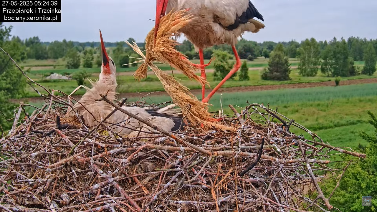 27052025bociany9