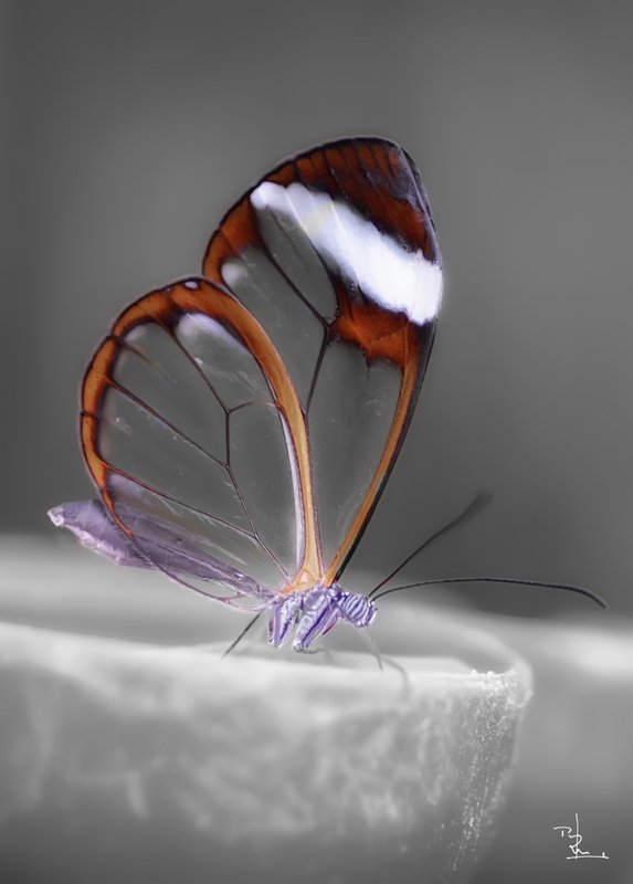 mariposa-alas-de-cristal.jpg