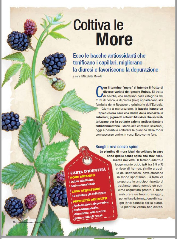 Cur Mang Ago 2021 (7)