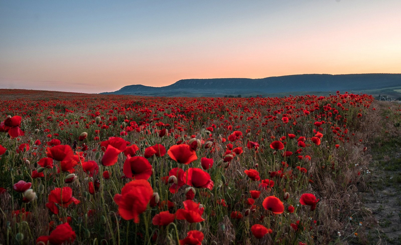 red-poppy-field.jpg