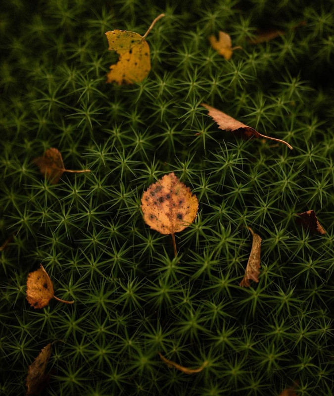 Screenshot_20231127_172135_Instagram