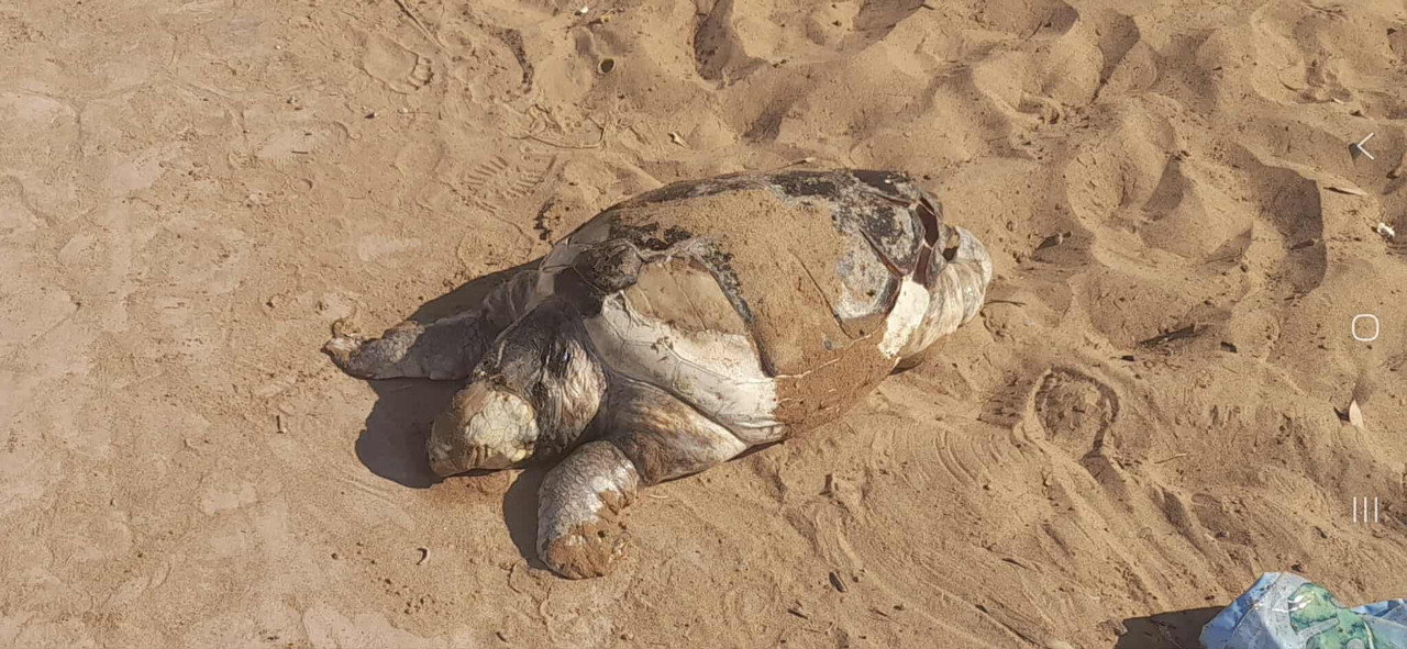 514332324_1737453353532461_8342771302105314147_n (1)