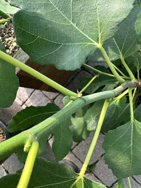 figs-591.jpg