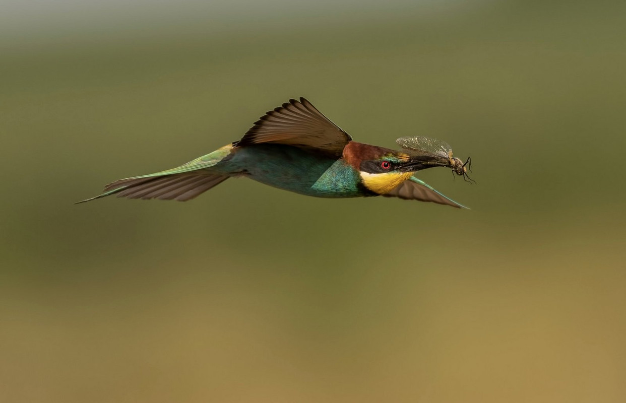 multi-bee-eater-dis1.jpg