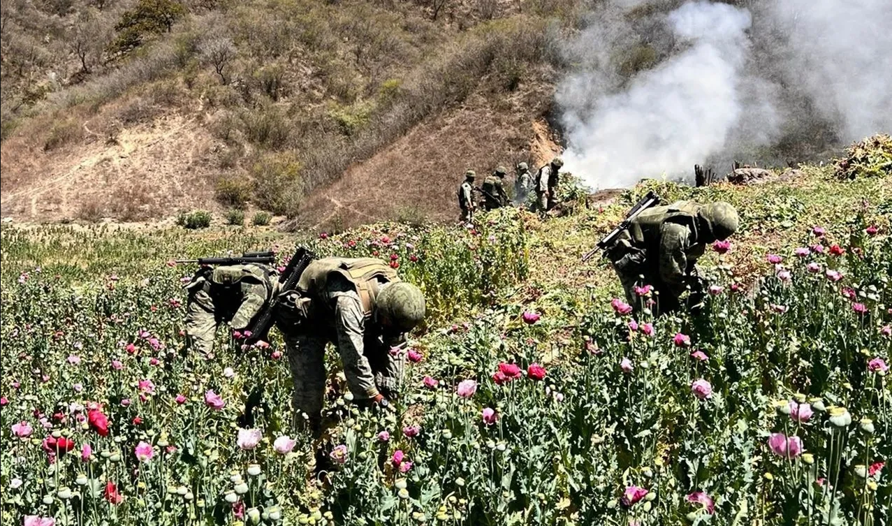 Golpe al narco: Ejército Mexicano localiza 3 mega plantíos de amapola en Sinaloa