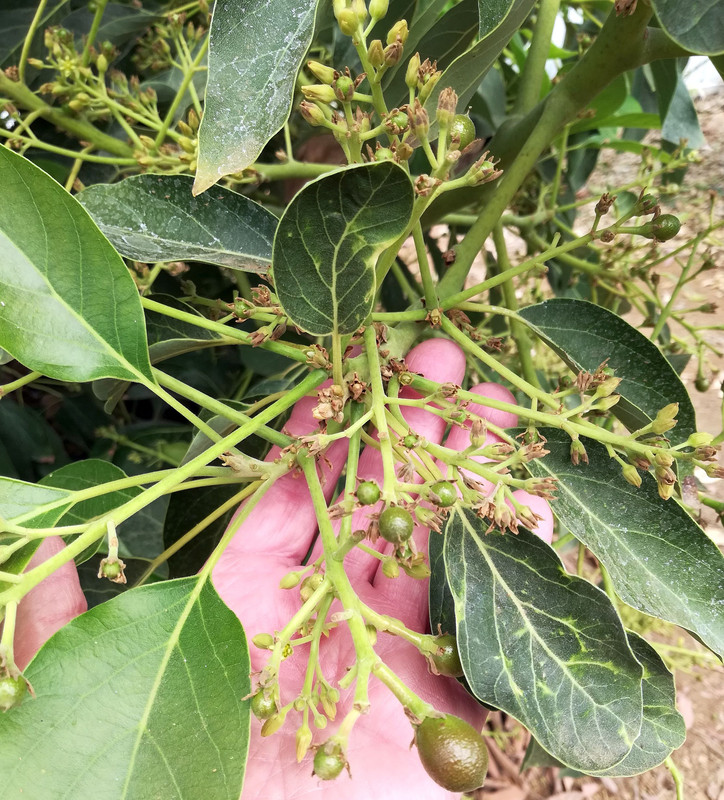 SharwilFruitApril1