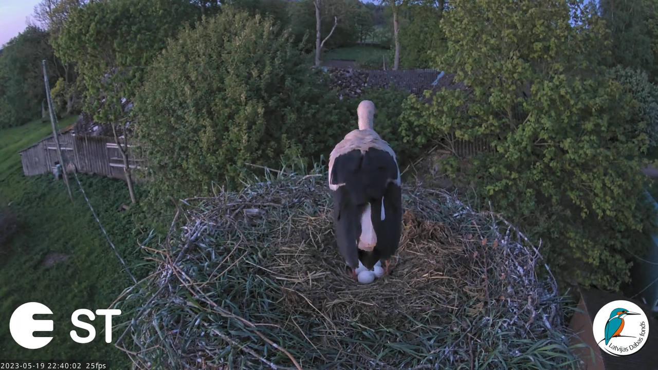 Baltie stārķi (Ciconia ciconia) Tukuma novadā - LDF tiešraide __ White storks in Tukums, Latvia 4-8-