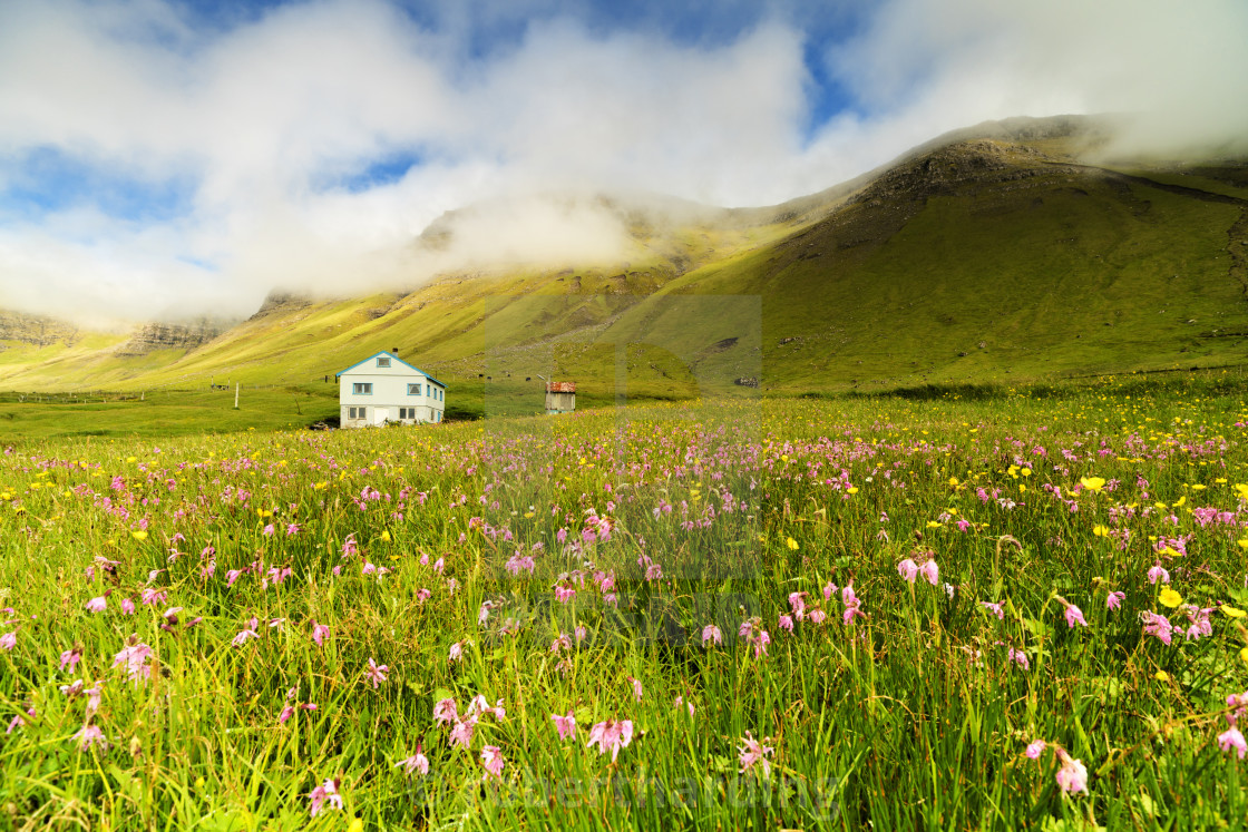 greengrassw-ildflowers.jpg