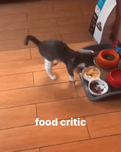 Cats-65.gif
