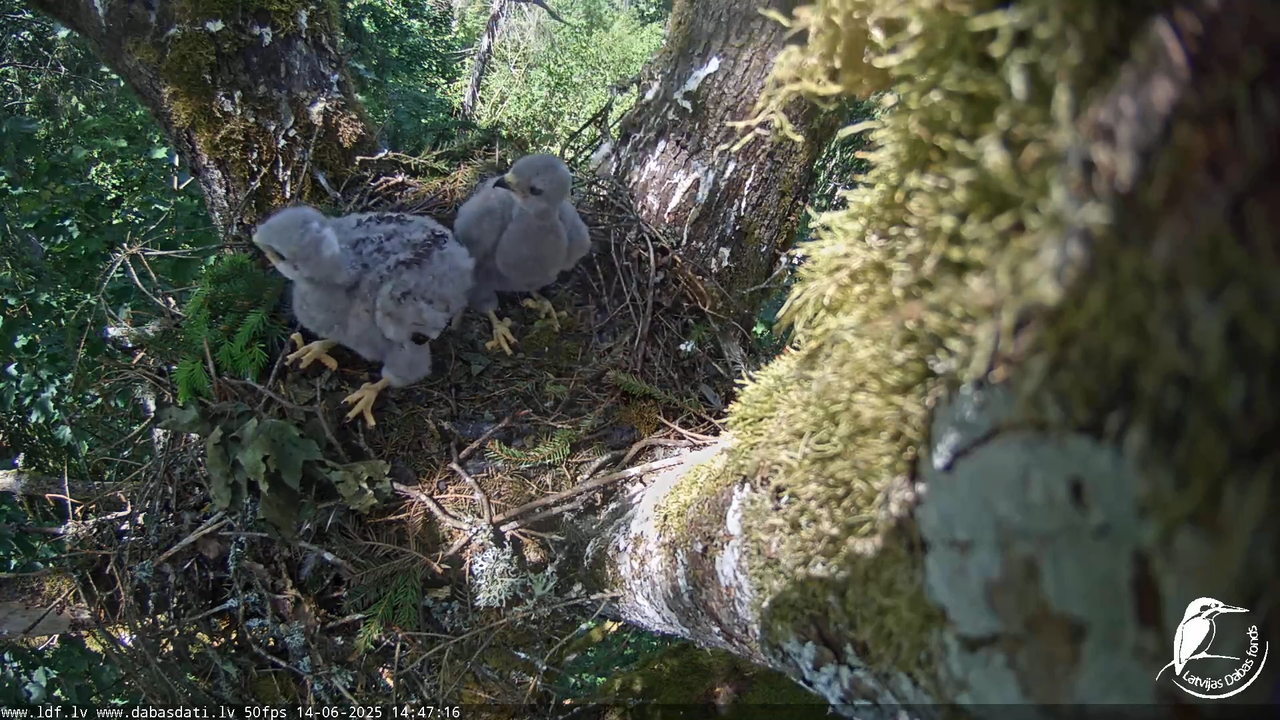 Melnās klijas (Milvus migrans) Kurzemē_ peļu klijāni (Buteo buteo) 13-19-46 screenshot